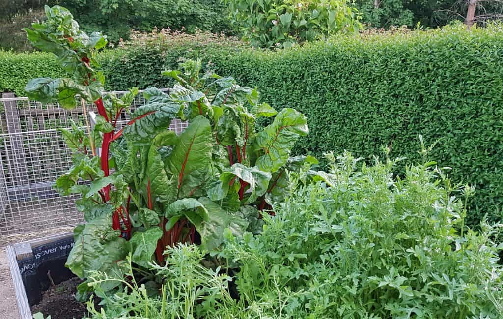 Hochbeet mit Gemüse in einem Garten