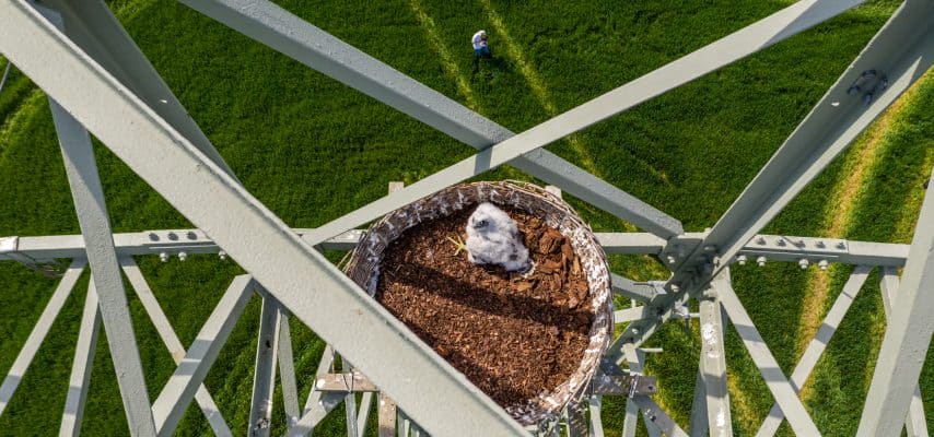 Wanderfalke sitzt seinem Nest auf einem Strommast