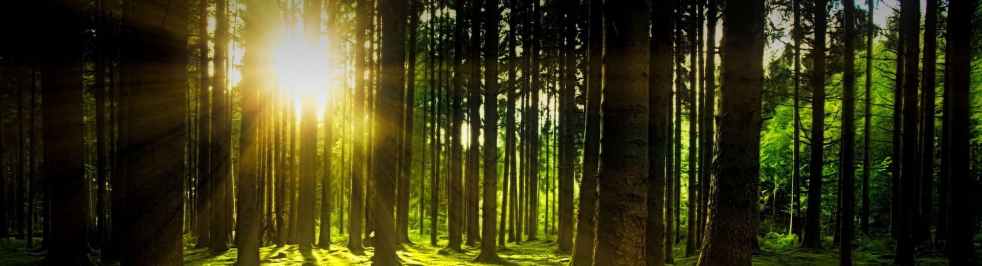 grüner Wald mit Sonnenlicht