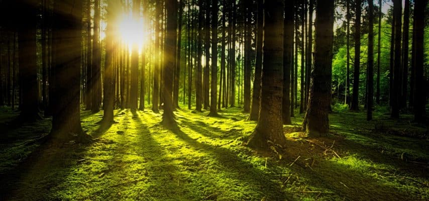 grüner Wald mit Sonnenlicht
