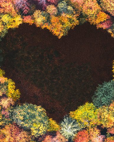 Klimaschutz, Wald mit Herz