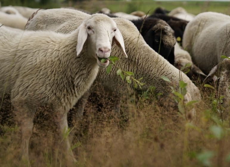 Schafe unter Hochspannungsleitung