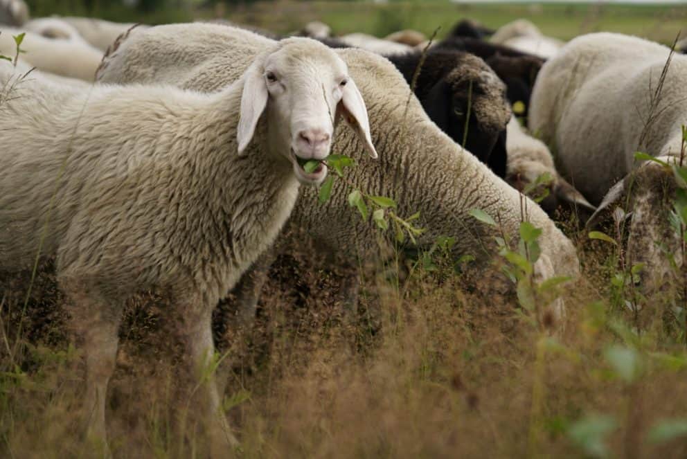 Schafe unter Hochspannungsleitung