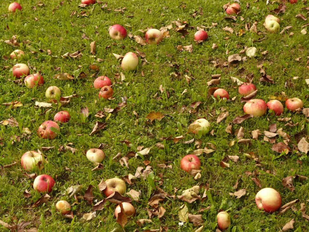 Fallobst, Äpfel auf Wiese