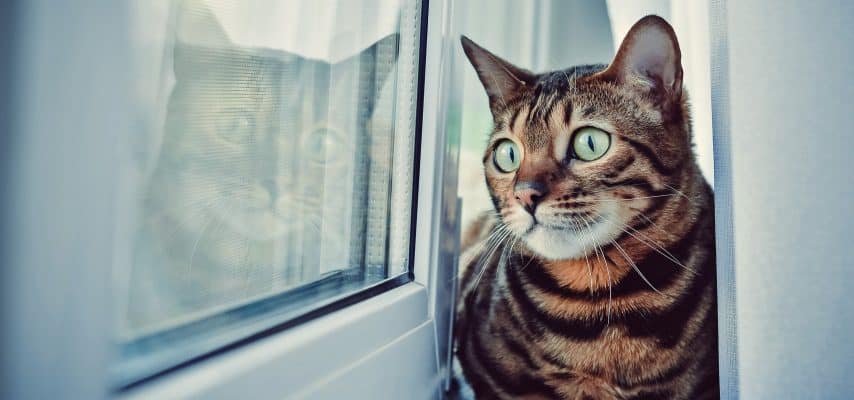Katze am Fenster