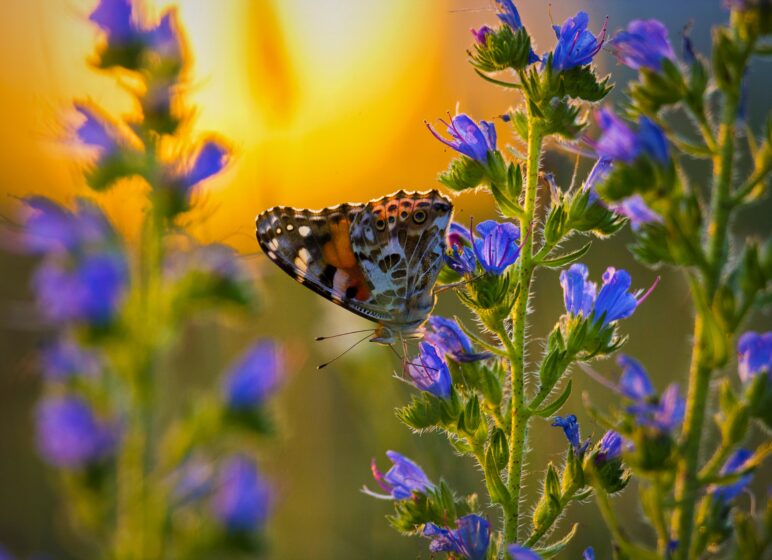 Artenvielfalt, Schmetterling an einer Blüte bei Sonnenuntergang