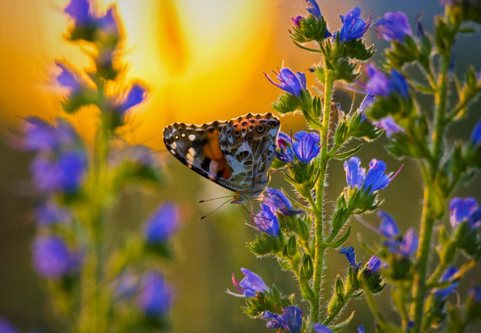 Artenvielfalt, Schmetterling an einer Blüte bei Sonnenuntergang
