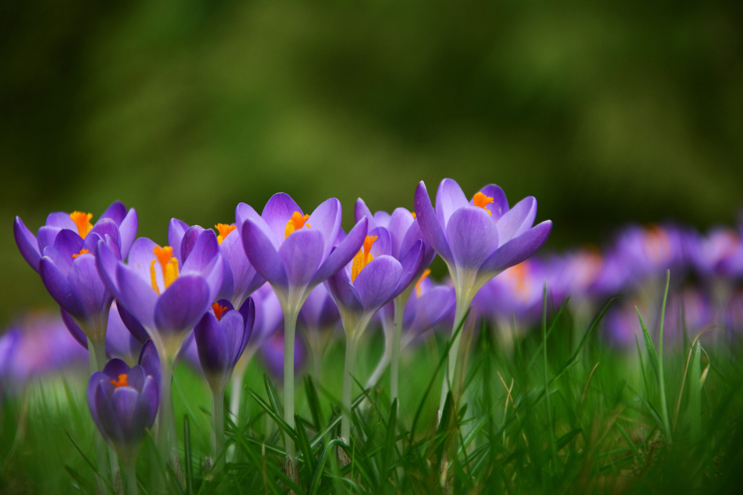 Den Garten frühlingsfit machen envia Corporate Blog