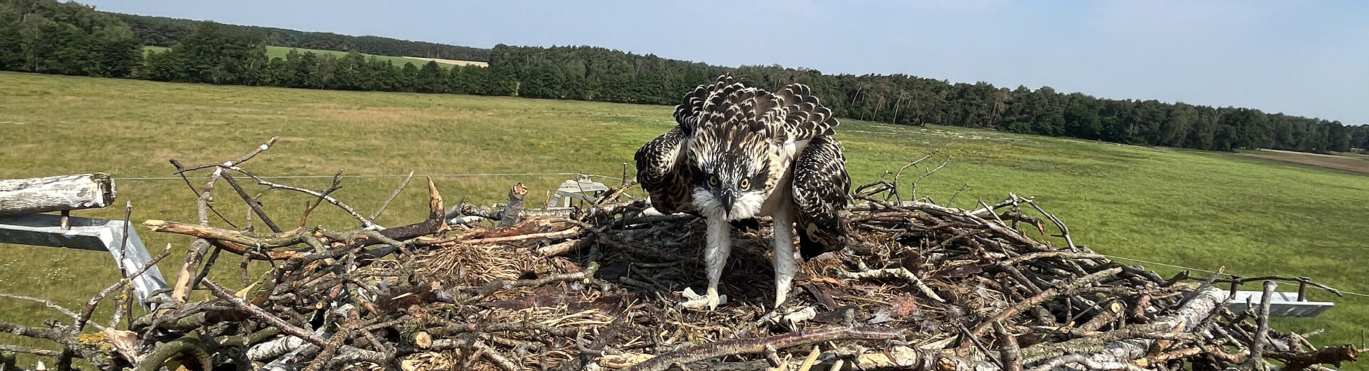 Greifvogel im Nest