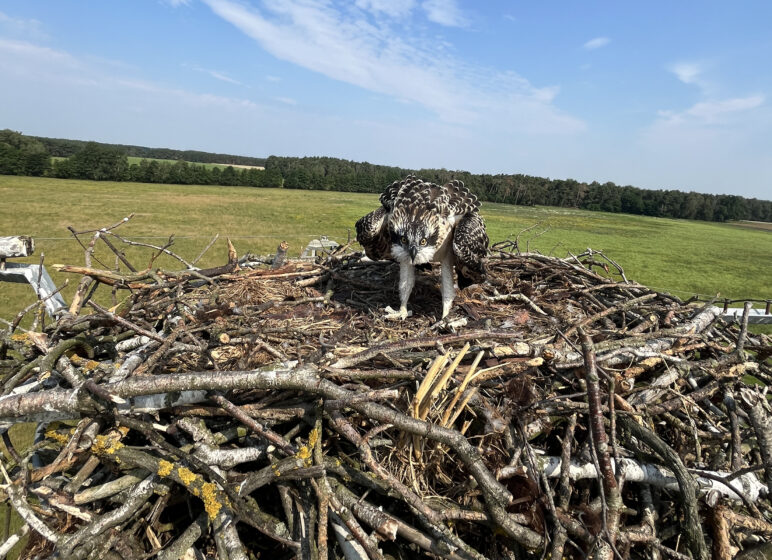 Greifvogel im Nest