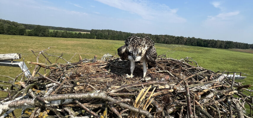 Greifvogel im Nest