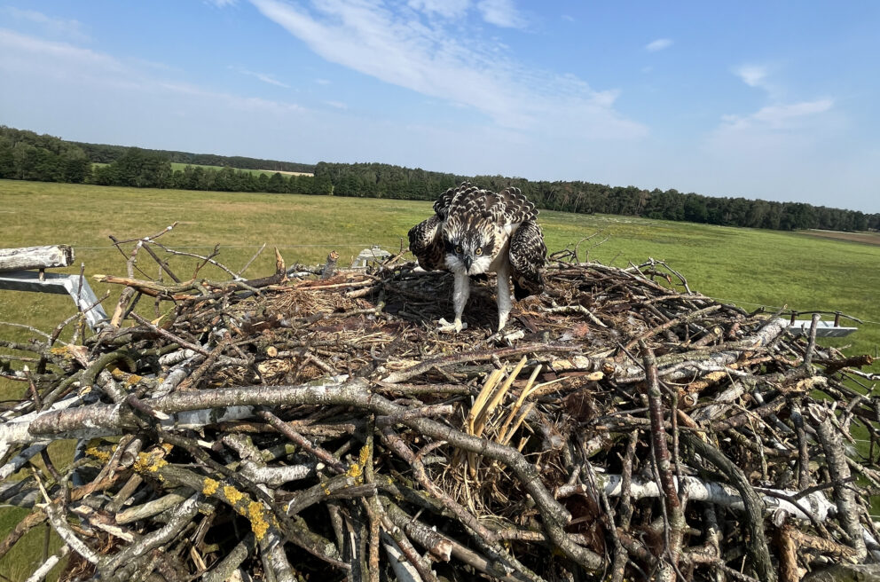 Greifvogel im Nest