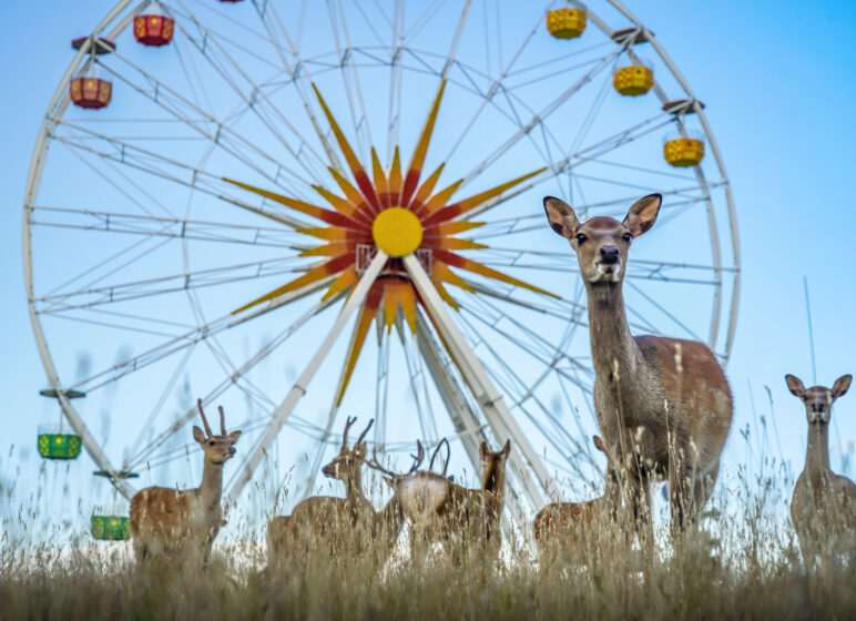 Sonnenlandpark, Riesenrad mit Sikahirschen, Foto: Rene Silbermann