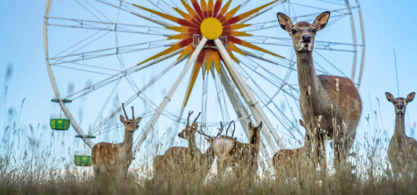 Sonnenlandpark, Riesenrad mit Sikahirschen, Foto: Rene Silbermann