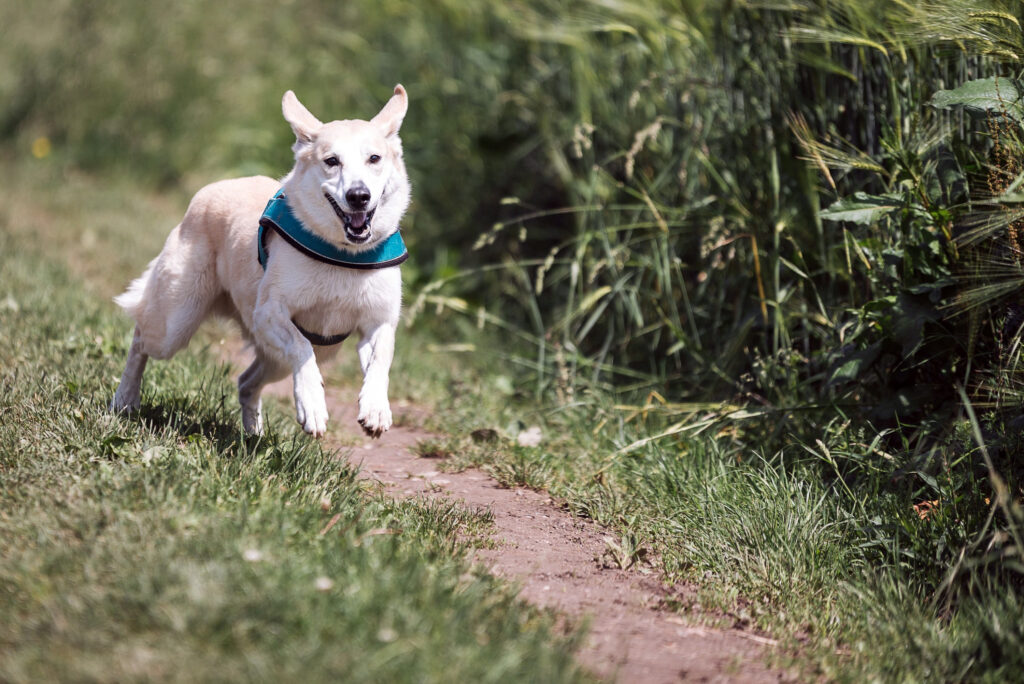 Welttierschutztag - Hund
