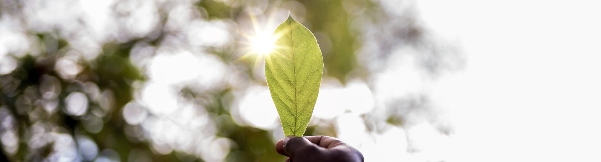 Hand hält ein grünes Blatt gegen hellen Himmel, Sonnenlicht scheint durch das Blatt und erzeugt einen Lichtstern.