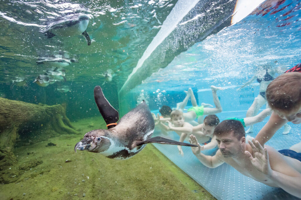 Tauchendes Humboldt-Pinguinpärchen im Vordergrund, im Hintergrund Kinder und Erwachsene hinter einer Glasscheibe im Aquarium.
