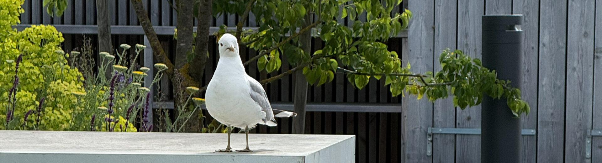 Möwe steht auf einer hellen Betonkante vor grünen Pflanzen und einer Holzwand, Blick direkt zur Kamera.