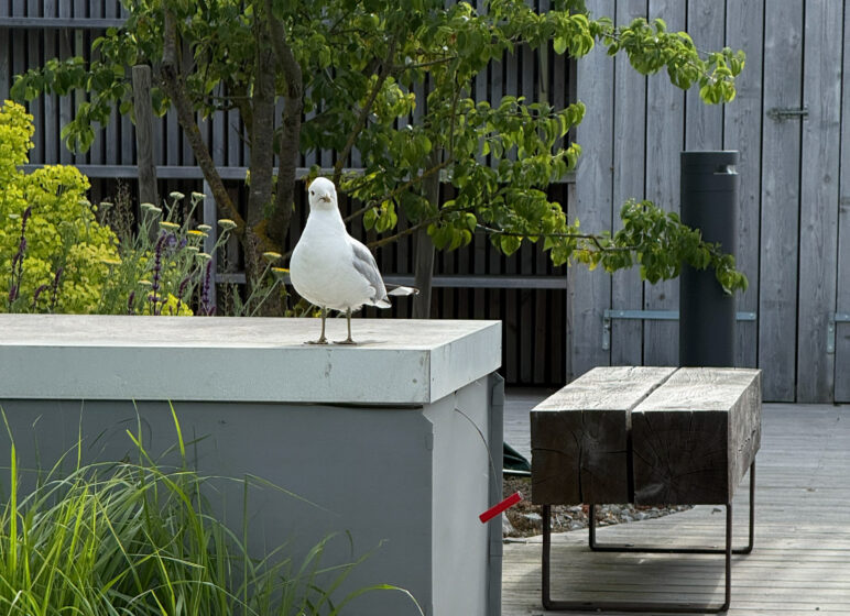 Möwe steht auf einer hellen Betonkante vor grünen Pflanzen und einer Holzwand, Blick direkt zur Kamera.