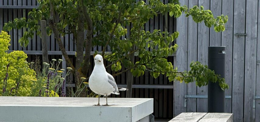 Möwe steht auf einer hellen Betonkante vor grünen Pflanzen und einer Holzwand, Blick direkt zur Kamera.