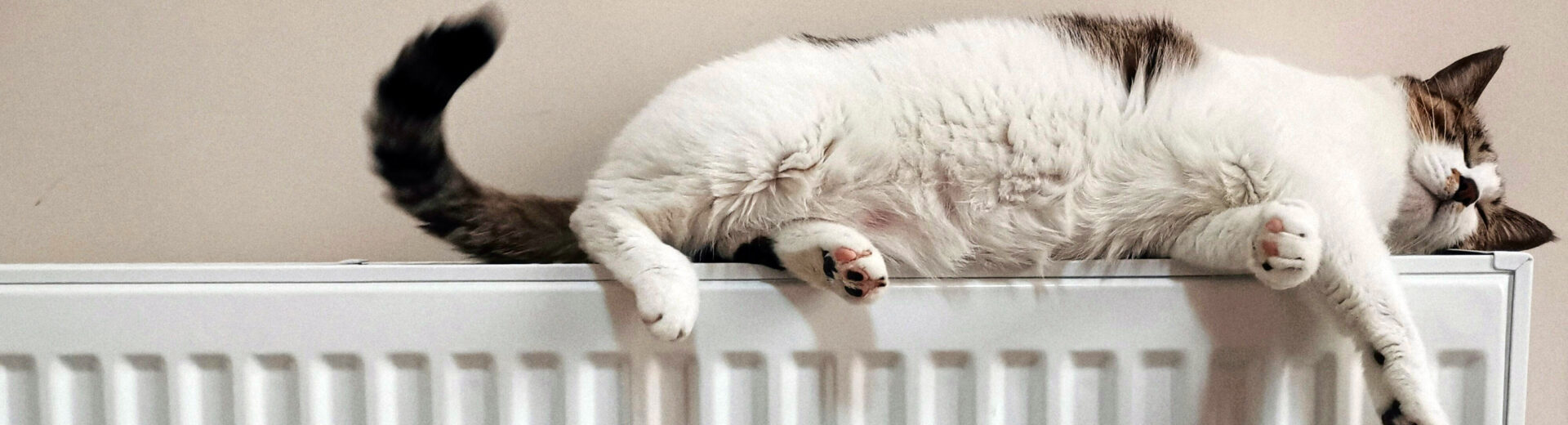 Flauschige weiße und braun gesprenkelte Katze, entspannt ausgestreckt liegend auf der Oberkante eines Heizkörpers.
