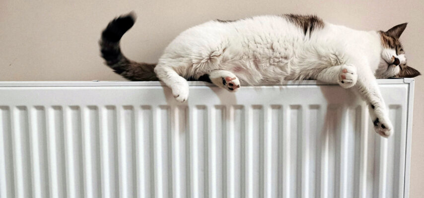 Flauschige weiße und braun gesprenkelte Katze, entspannt ausgestreckt liegend auf der Oberkante eines Heizkörpers.